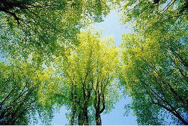 国风建造游戏《满庭芳：宋上繁华》上线Steam页面 支持简体中文